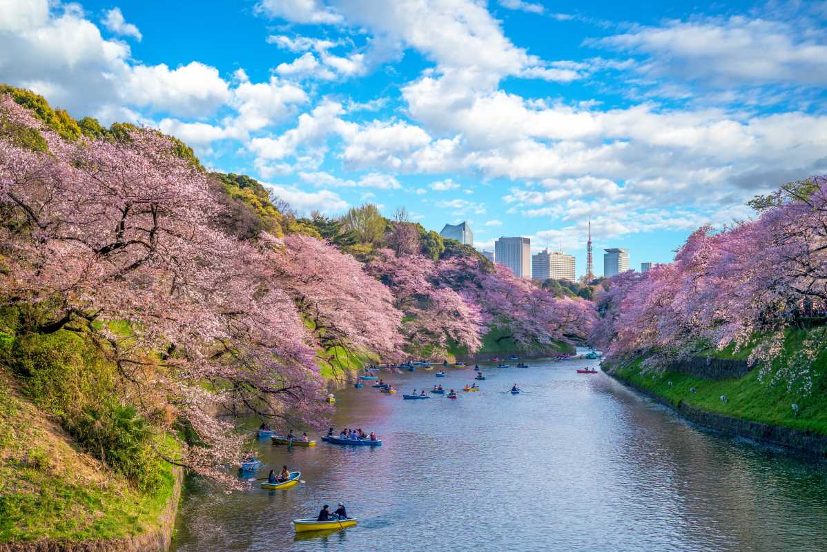 Cherry Blossom Picnics and Lantern-Lit Walks in Kyoto, Japan